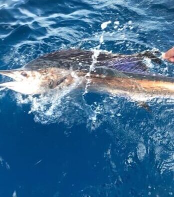 Sailfish Hunting