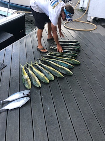 Hit a School of Mahi